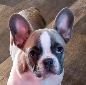 Meet your Posher, Bobby